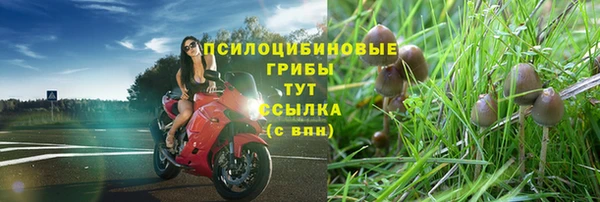 стаф Алзамай